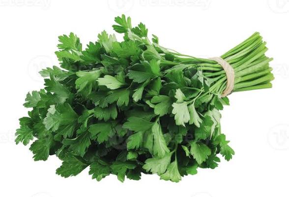 Fresh flat Parsley Bunch
