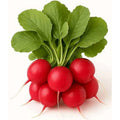 Fresh Radish Bunch