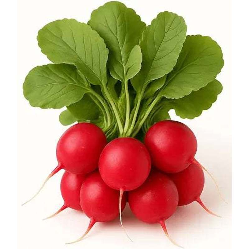 Fresh Radish Bunch