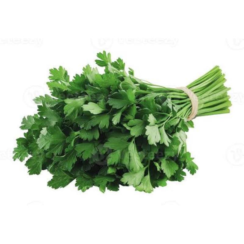 Fresh flat Parsley Bunch