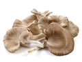 Oyster Mushrooms