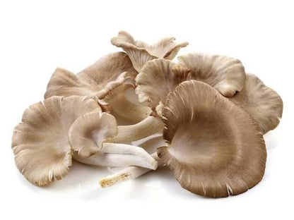Fresh Oyster Mushrooms – SooperSaverFresh UK