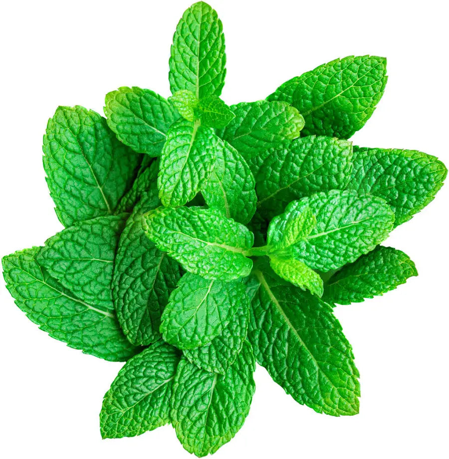 Fresh Mint Bunch 🏴󠁧󠁢󠁥󠁮󠁧󠁿