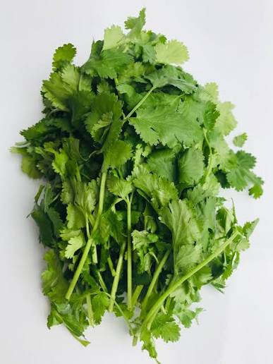 Fresh coriander Bunch