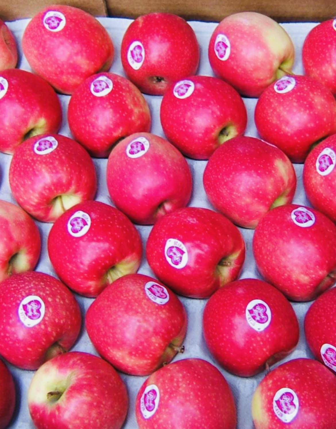 Pink Lady Apple Large 🇫🇷