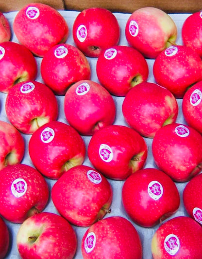 Pink Lady Apple Large 🇫🇷