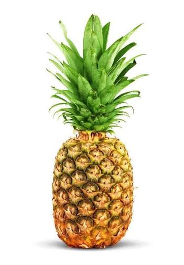 Pineapple XL 1.5kg to 2.5kg