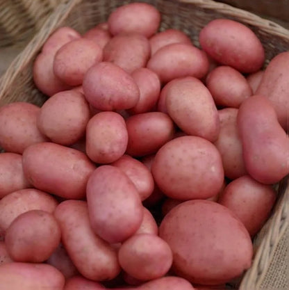 RED POTATOES 🏴󠁧󠁢󠁥󠁮󠁧󠁿