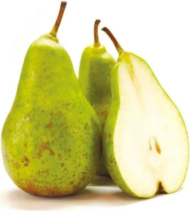 Fresh Conference Pear Large – SooperSaverFresh UK