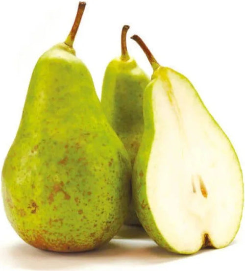Conference Pear Large