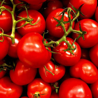 Fresh Vine Tomatoes – SooperSaverFresh UK