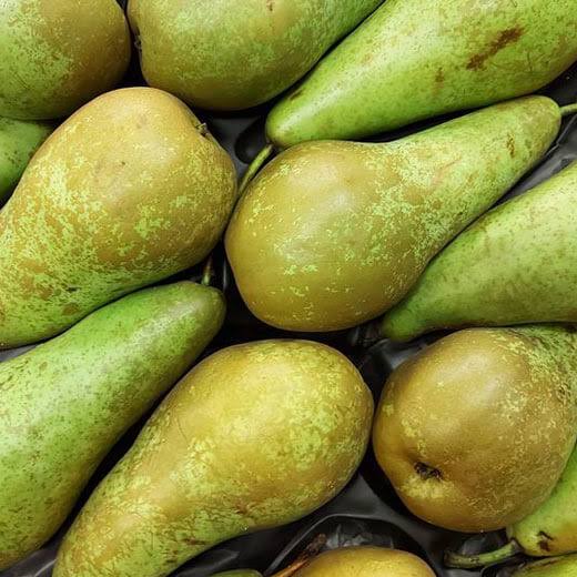 Conference Pear Large