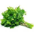 Fresh flat Parsley Bunch