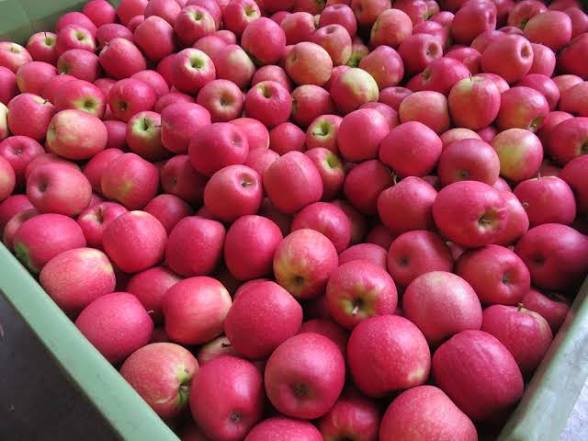Pink Lady Apple Large