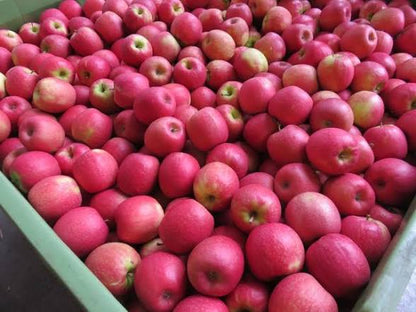 Pink Lady Apple Large 🇫🇷