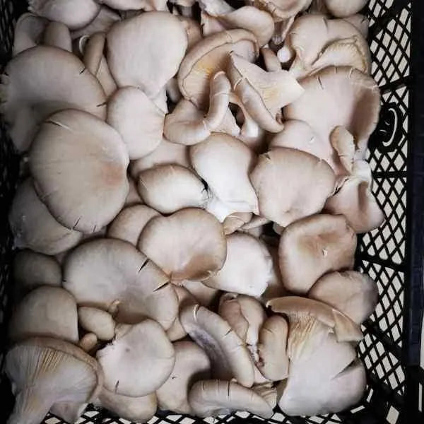 Oyster Mushrooms