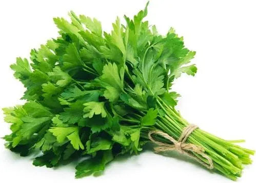 Fresh flat Parsley Bunch