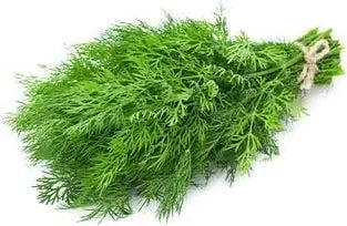 Fresh Dill Bunch
