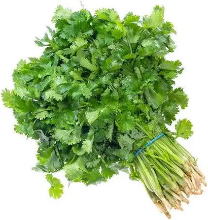 Fresh coriander Bunch