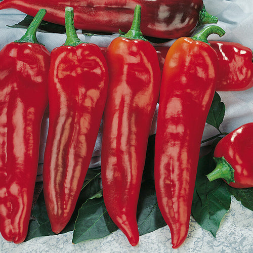 Romano, Ramiro, sweet pointed peppers)