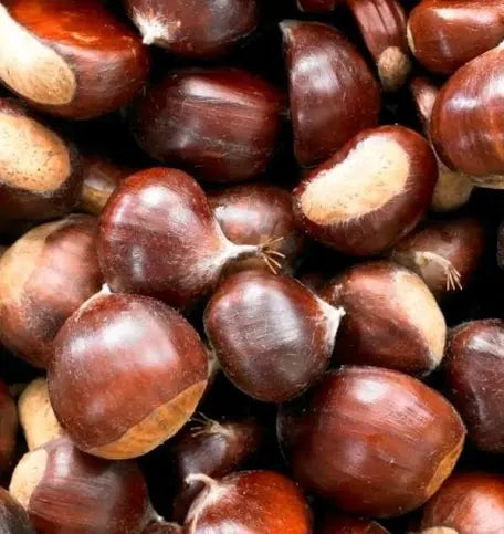 fresh chestnut whole row 🇫🇷
