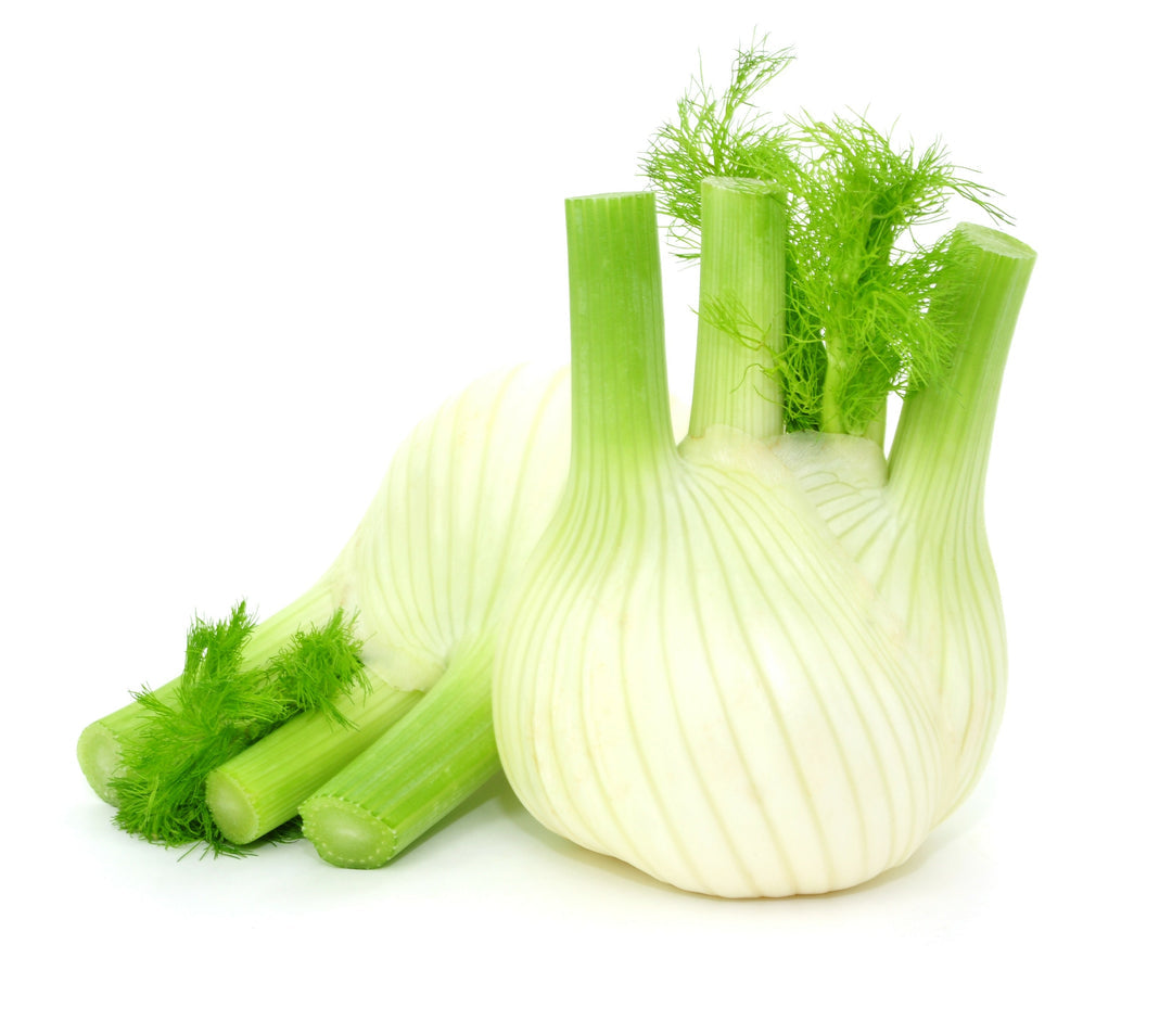 Fresh Fennel Larg 🇮🇹