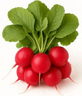 Fresh Radish Bunch