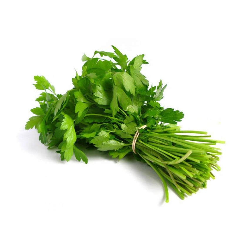 Fresh coriander Bunch