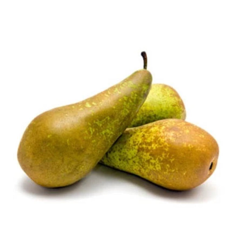 Conference Pear Large
