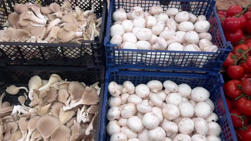 Oyster Mushrooms